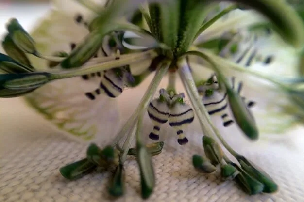 A detailed shot of Artemisia Gentileschi's