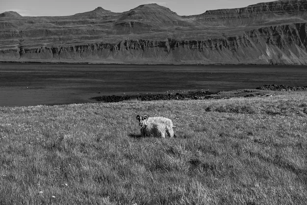 A black and white photograph of a Scottish Highland landscape, featuring a herd of red deer grazing in the distance. The photograph highlights the stark beauty and vastness of the Highlands.