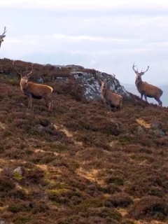 Unveiling the Mystery of "The Monarch of the Glen": A Rediscovered Masterpiece - Cover Image