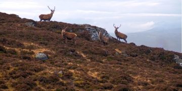Unveiling the Mystery of "The Monarch of the Glen": A Rediscovered Masterpiece - Cover Image