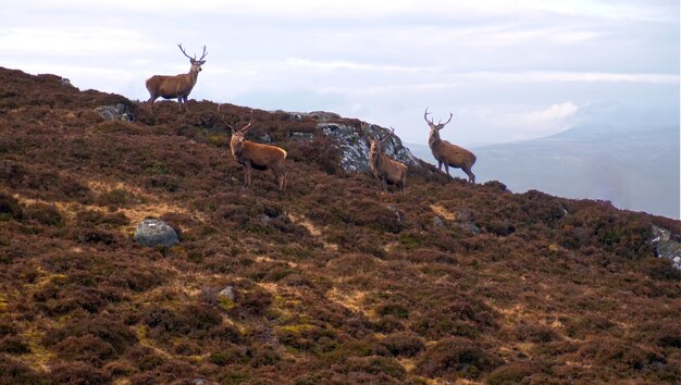 Unveiling the Mystery of “The Monarch of the Glen”: A Rediscovered Masterpiece