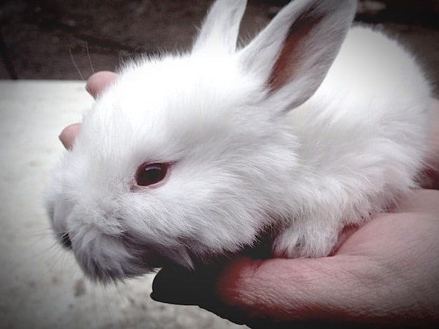 A close-up of the Killer Rabbit, a fluffy white rabbit with blood smeared around its mouth and sharp teeth bared. Image shows the absurdity of the violent scenes which is the hallmark of the humor found in the 'Cult Classic Comedy: Deconstructing the Humor of 'Monty Python and the Holy Grail' 50 Years Later'.